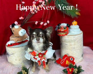 新年あけましておめでとうございます